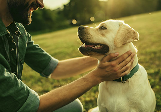 Assurance Animaux